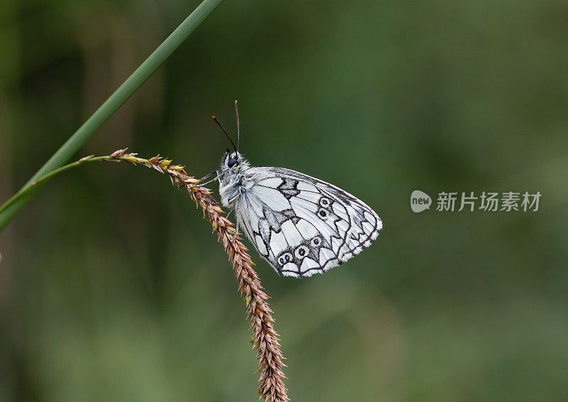 大理石纹白蝶(Melnargia galathea)